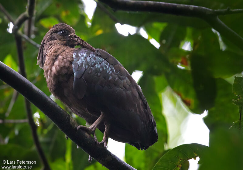 Ibis de Sao Tomé