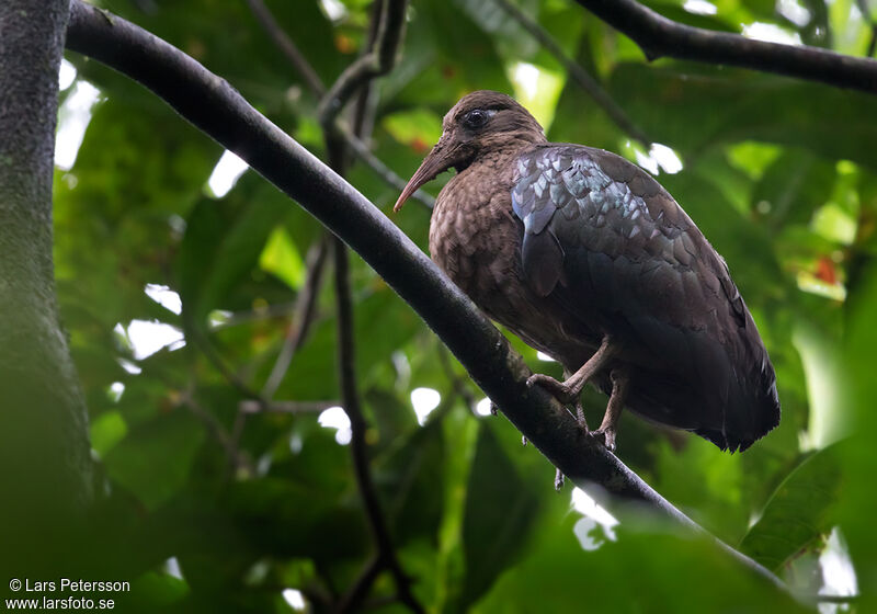 Sao Tome Ibis