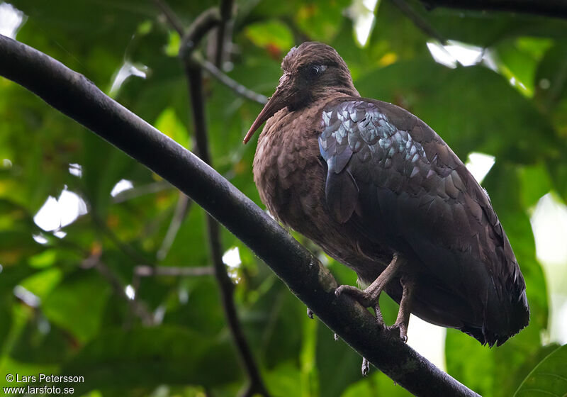 Sao Tome Ibis