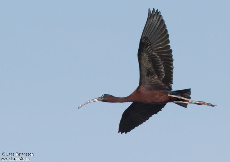 Glossy Ibis