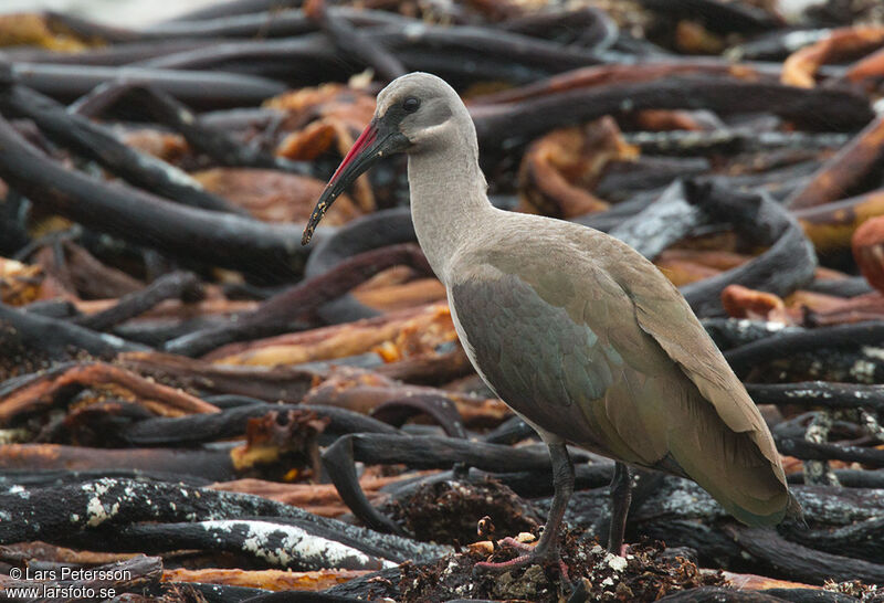 Hadada Ibis