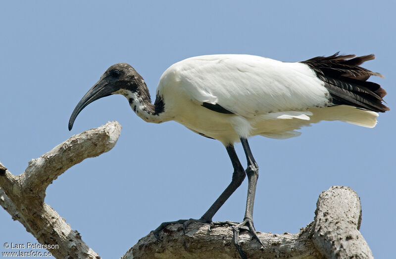 African Sacred Ibis