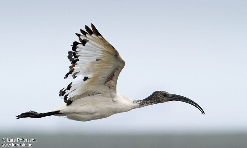 Ibis sacré