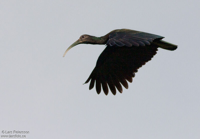 Green Ibis