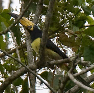 Araçari marqué