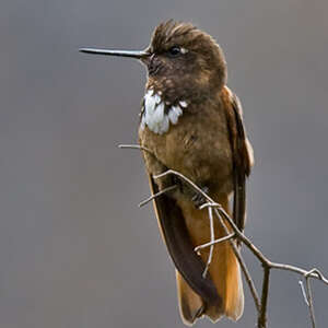 Colibri de Castelnau