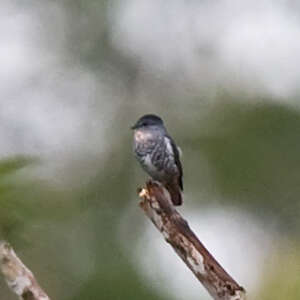 Iodopleure manakin