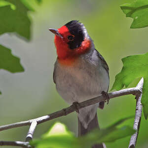 Paruline à face rouge