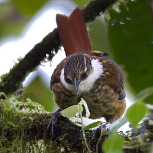 Pseudocolapte de Boissonneau