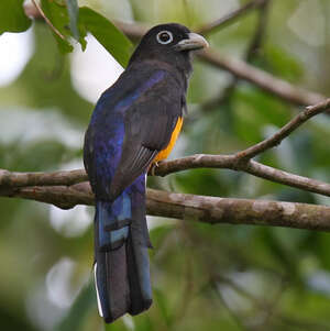Trogon de Sclater