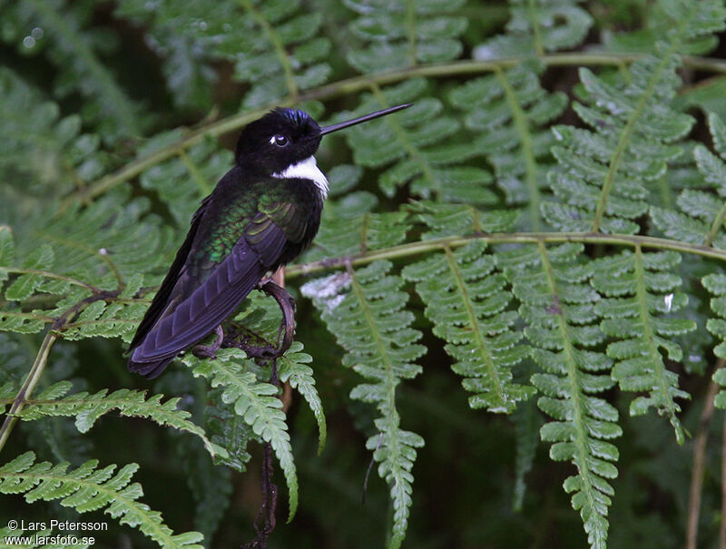 Collared Inca