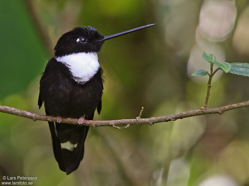 Collared Inca