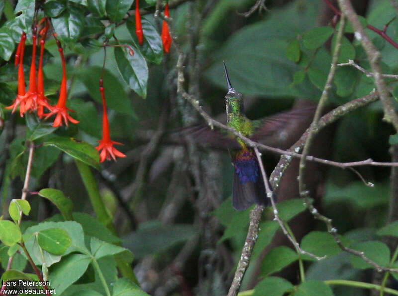 Blue-throated Starfrontlet