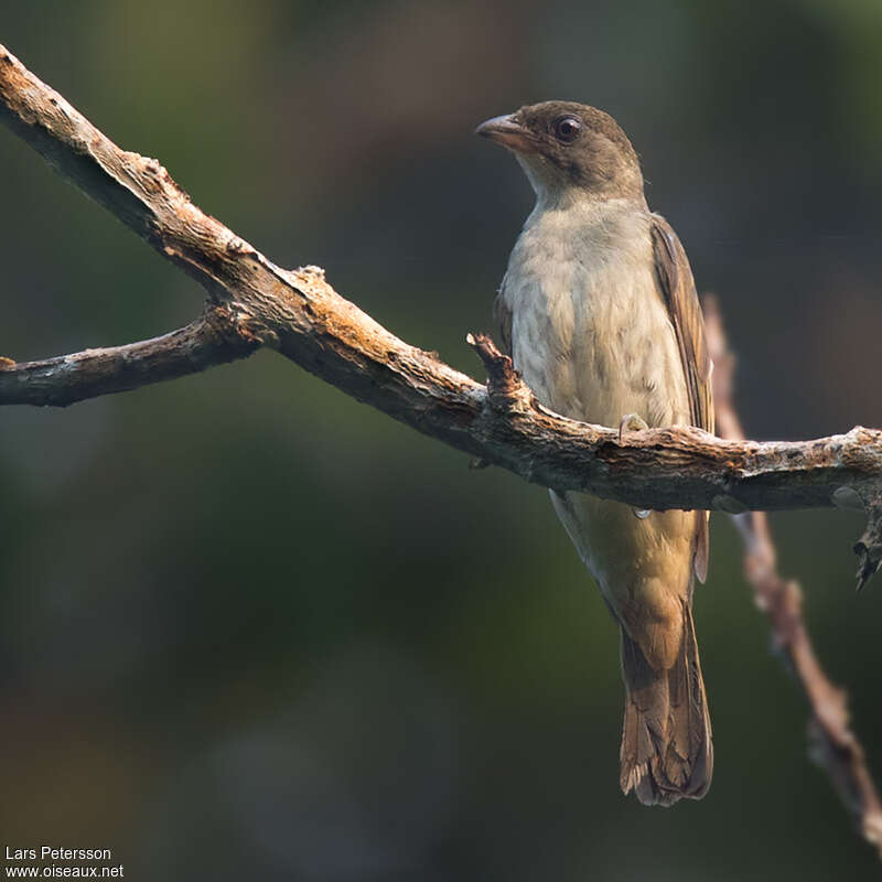 Malaysian Honeyguide female adult, identification