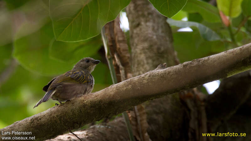 Willcocks's Honeyguide, identification