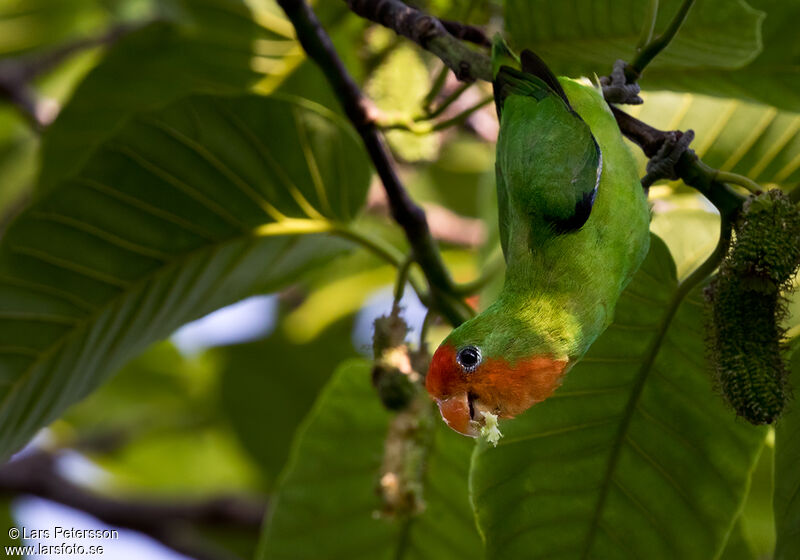 Red-headed Lovebird