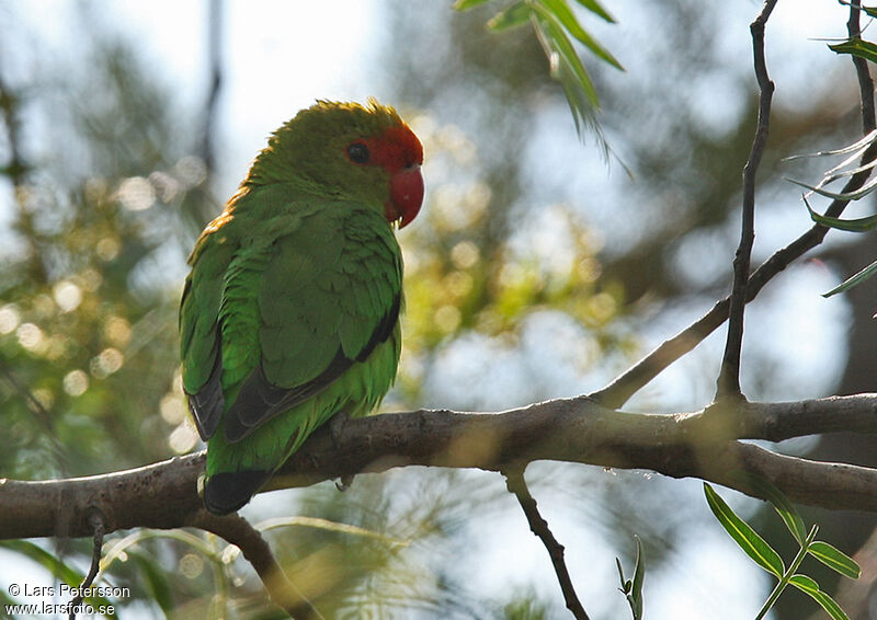 Black-winged Lovebird