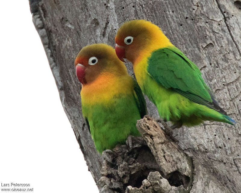 Fischer's Lovebirdadult breeding, pigmentation, Reproduction-nesting