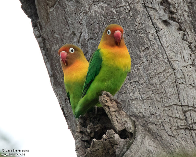 Fischer's Lovebird