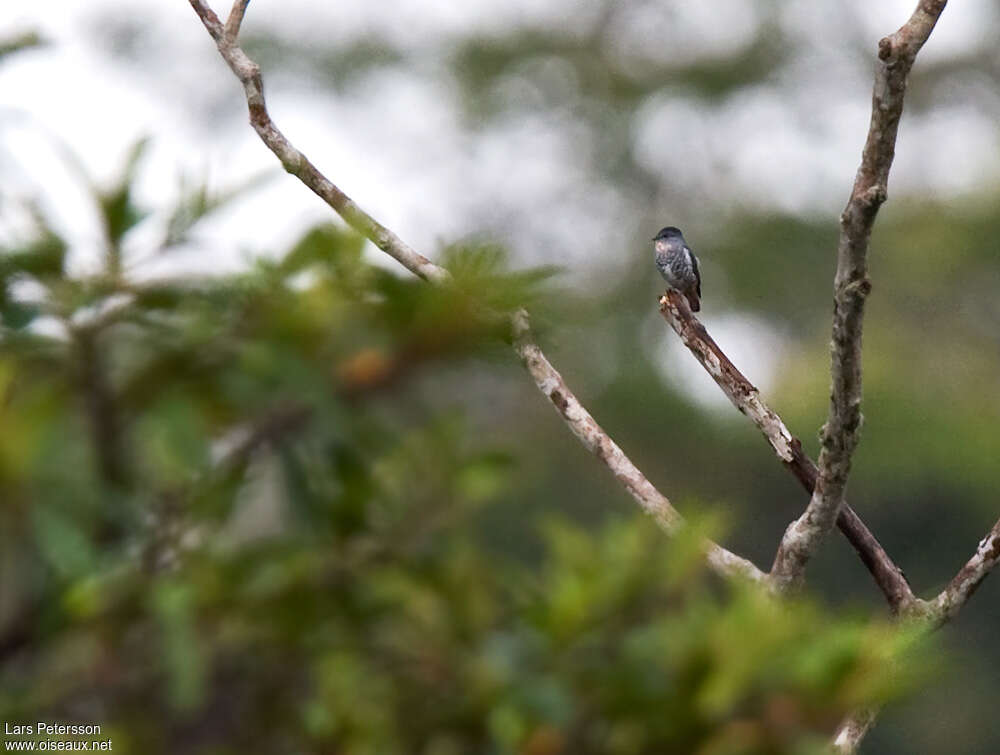 Iodopleure manakin