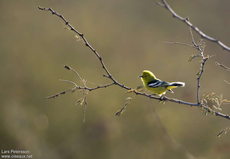 Marshall's Iora female adult, identification