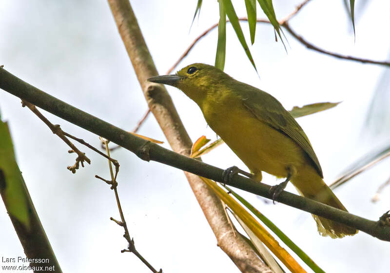 Iora de Lafresnaye