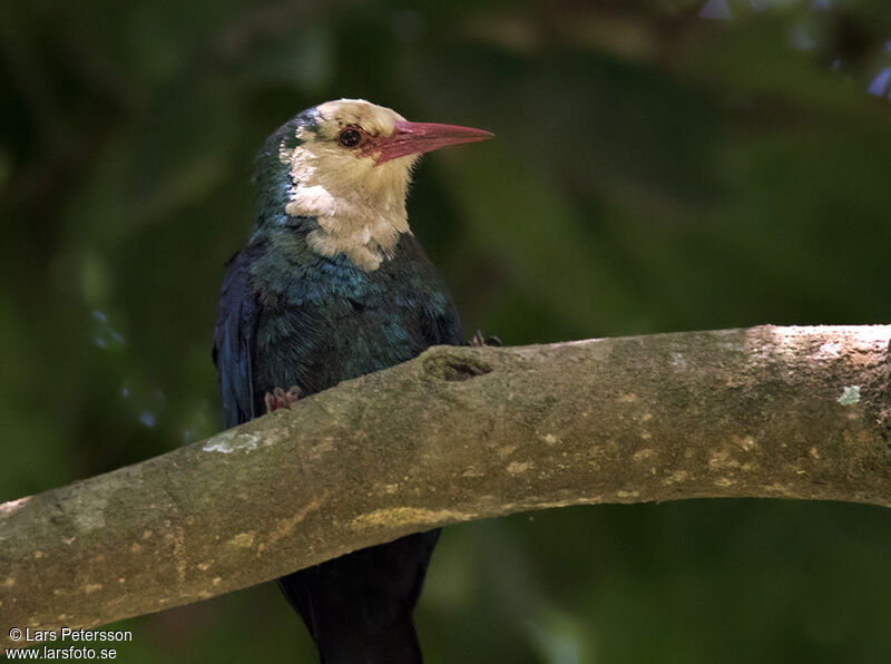 White-headed Wood Hoopoe