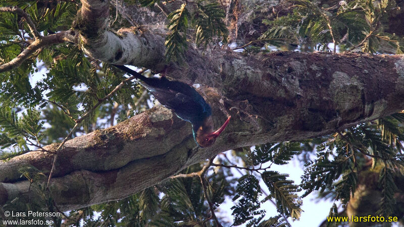 White-headed Wood Hoopoe