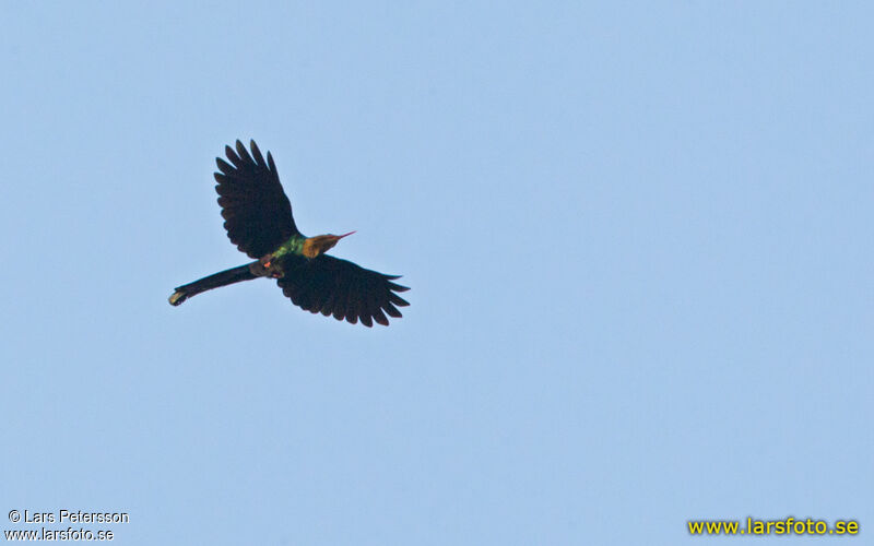 White-headed Wood Hoopoe