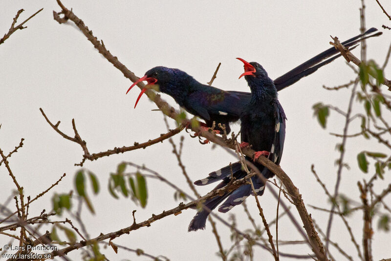 Violet Wood Hoopoe