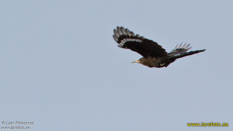 Black Scimitarbill