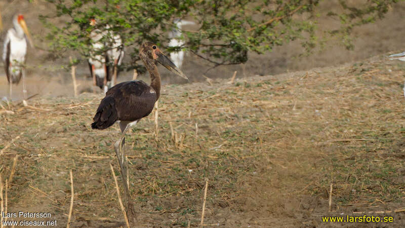 Jabiru d'Afriquejuvénile, identification