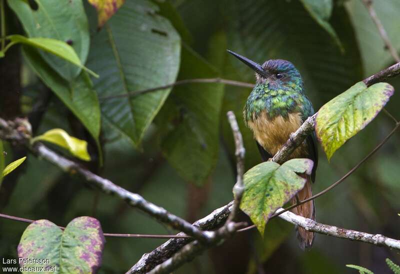 Jacamar à couronne bleue femelle adulte, identification