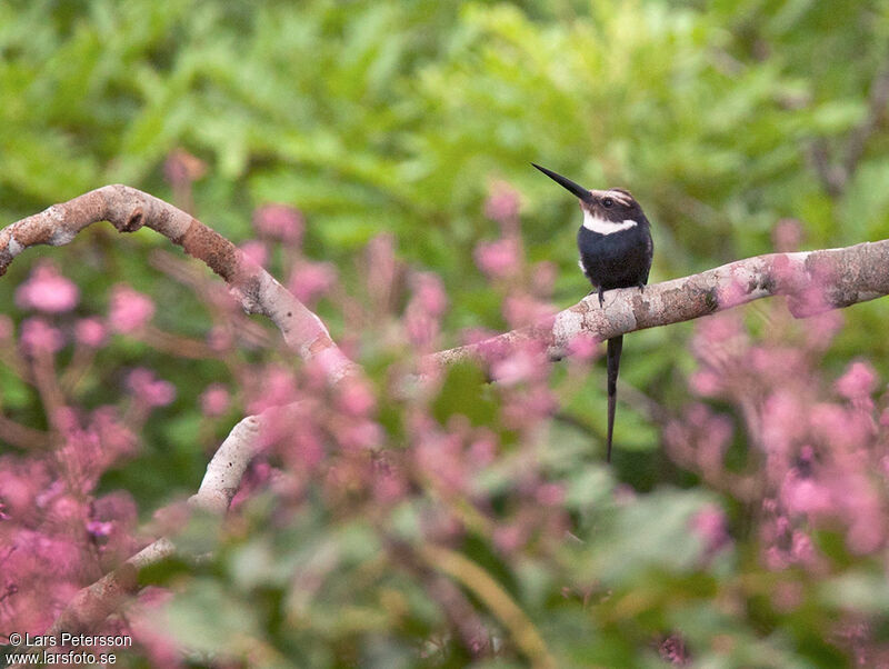 Jacamar à longue queue