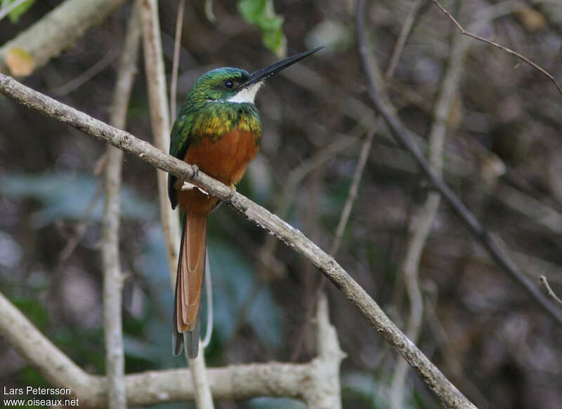 Rufous-tailed Jacamar male adult, identification