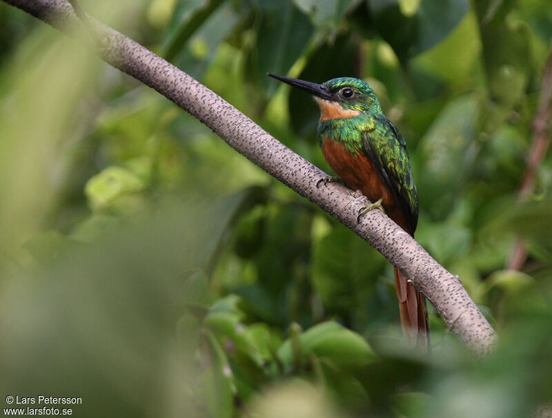 Rufous-tailed Jacamar