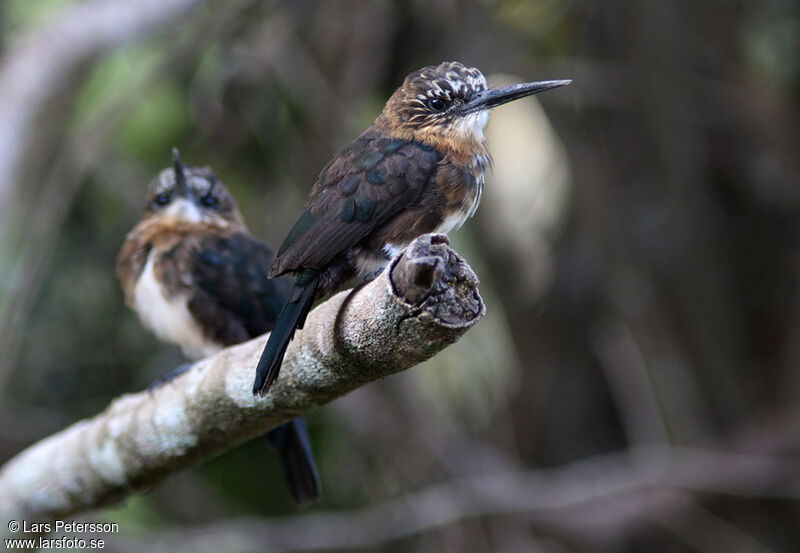 Jacamar brun