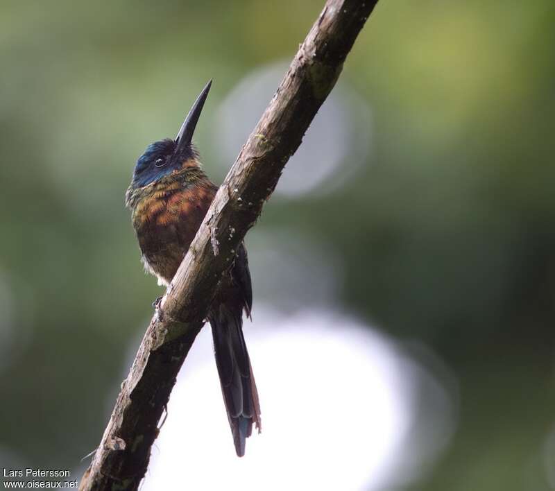 Purplish Jacamaradult, identification