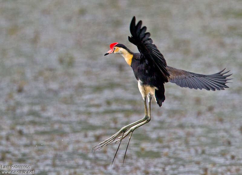 Jacana à crêteadulte, Vol