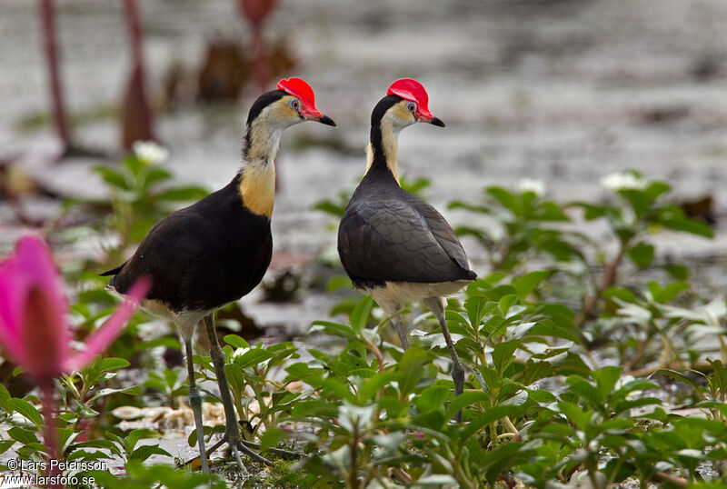 Jacana à crête