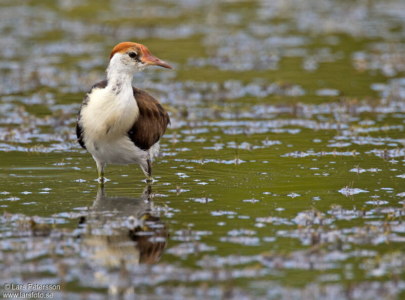 Jacana à crête