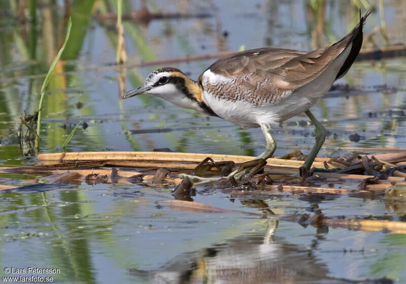 Jacana à longue queue