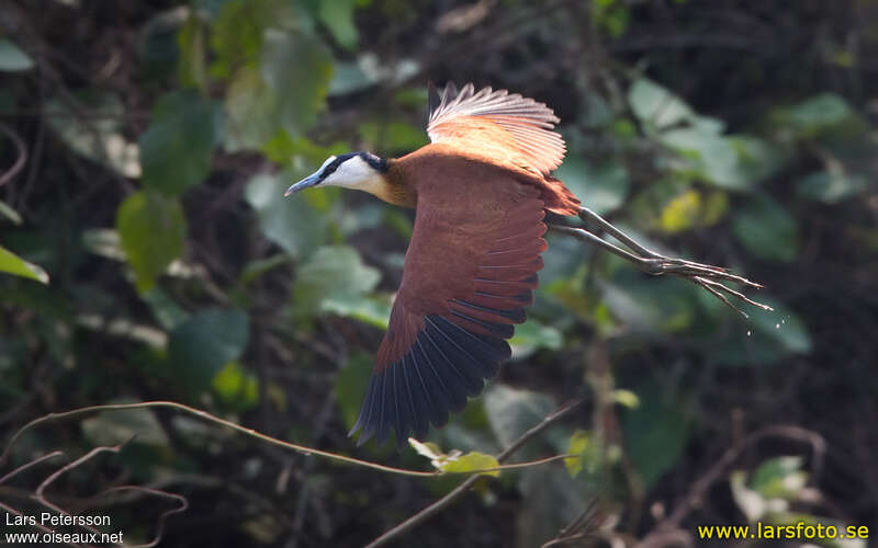 African Jacanaadult, Flight