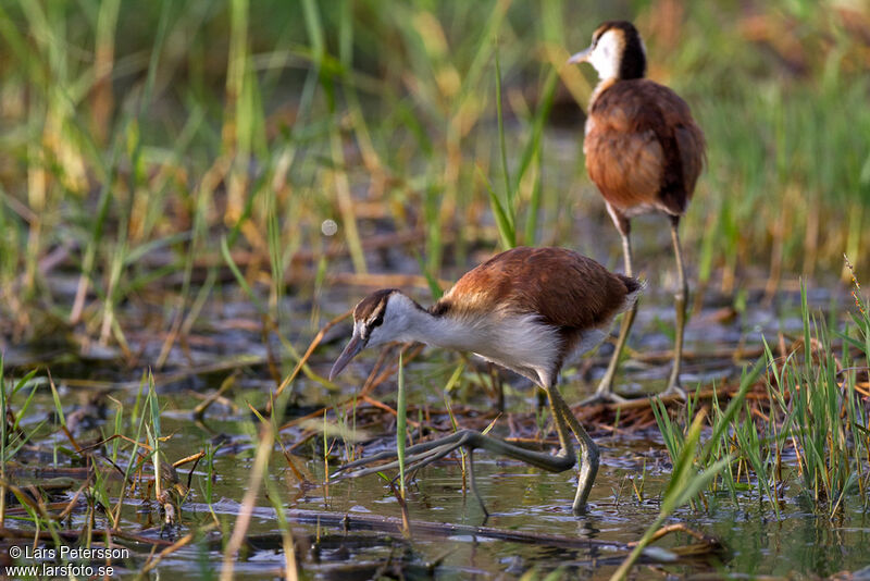 African Jacana