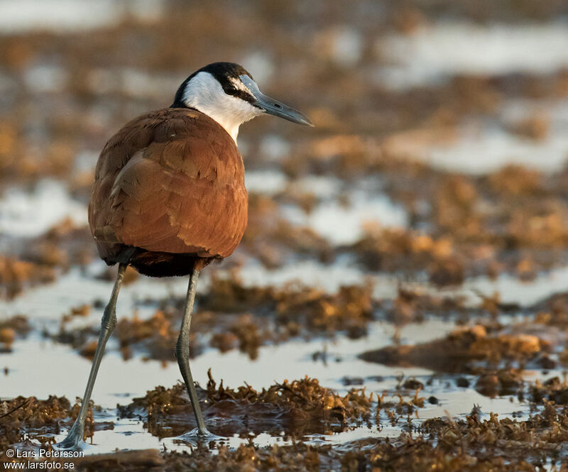 Jacana à poitrine dorée