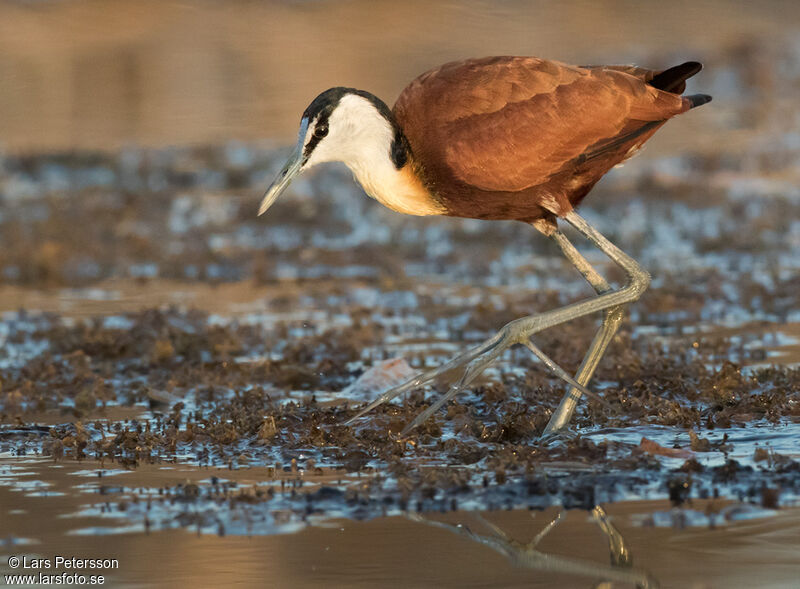 Jacana à poitrine dorée