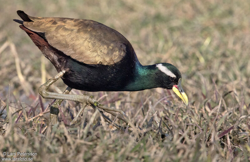 Jacana bronzé