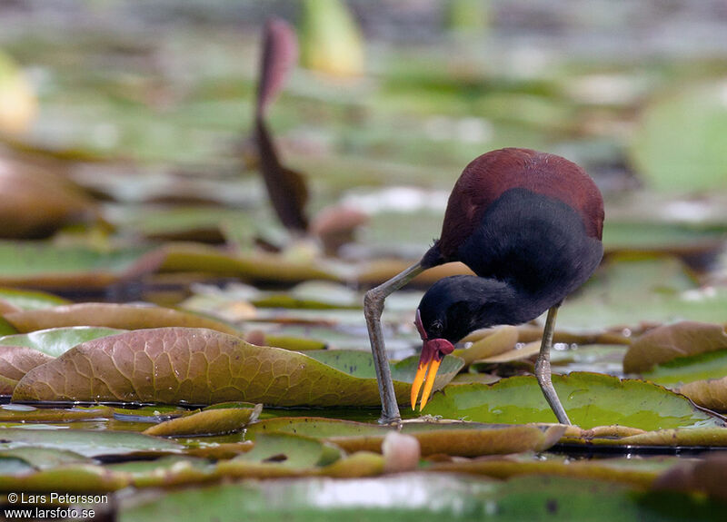 Wattled Jacana