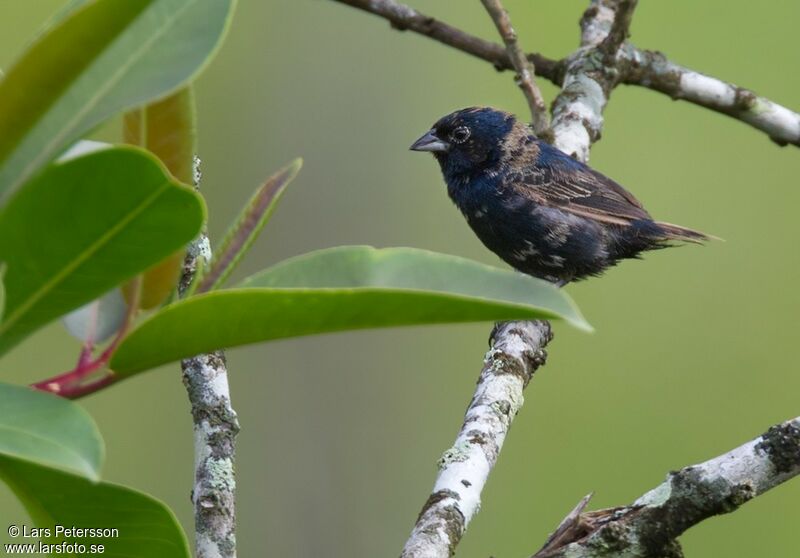 Jacarini noir