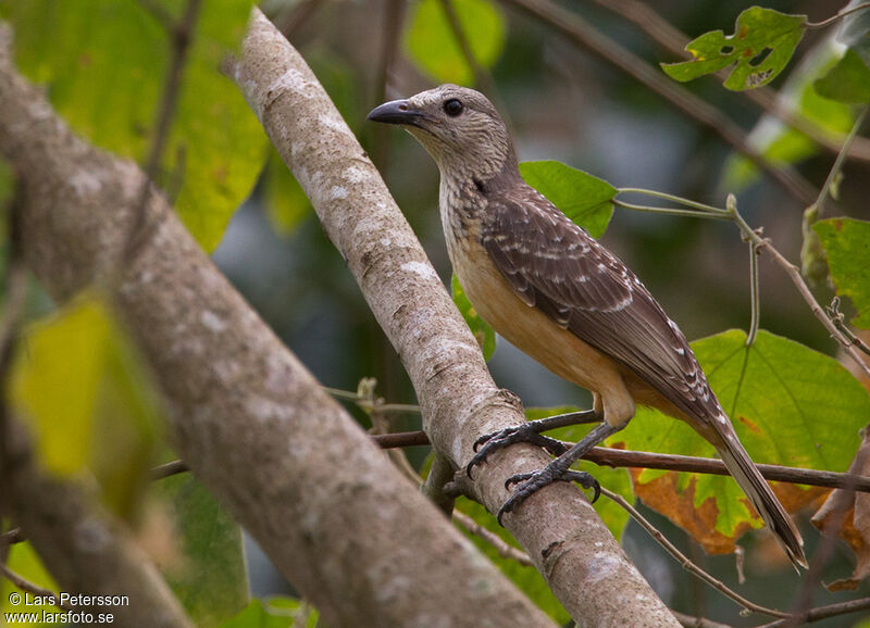 Fawn-breasted Bowerbird